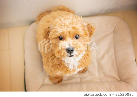 Dog in the house looking up 81520083