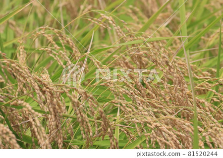 Fruited rice ears, a good harvest of rice fields, rice cultivation 81520244
