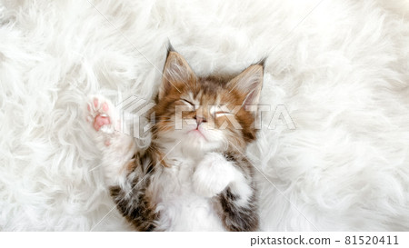 Gray Striped Kitten Sleeping. Kitty Sleeping on a Fur White Blanket. Concept of Adorable Cat Pets. 81520411