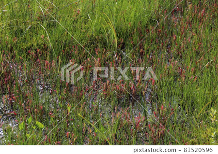 Landscape / Nature / Raised Bog of Oze Landscape / Nature / Raised Bog of Oze 81520596