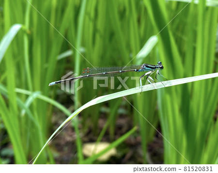 Male copera annulata with beautiful pterostigma Male copera annulata with beautiful pterostigma 81520831