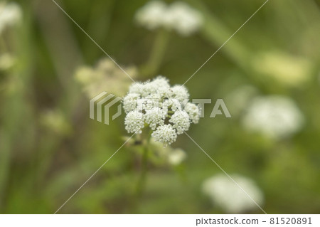 Discovery of a coastal promenade in Kesennuma City, Miyagi Prefecture Wild carrot flower one flower up 81520891