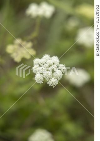 Discovery of a sea promenade in Kesennuma City, Miyagi Prefecture Wild carrot flowers Discovery of a sea promenade in Kesennuma City, Miyagi Prefecture Wild carrot flowers 81520952