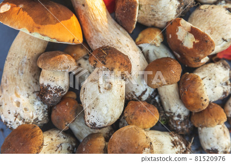 Autumn fall composition. Raw edible mushrooms Penny Bun on dark black stone shale background. Ceps over gray table. Cooking delicious organic mushroom gourmet food. Flat lay, top view 81520976