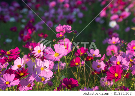 Cosmos field that shines in the west Cosmos field that shines in the west 81521102