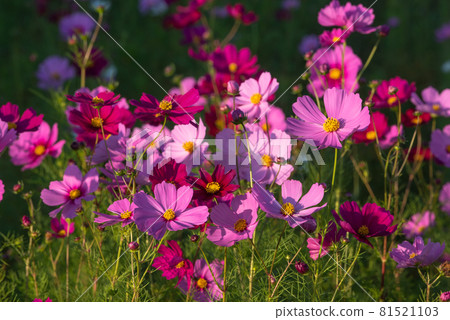Cosmos field that shines in the west Cosmos field that shines in the west 81521103