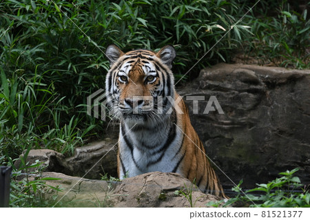 A tiger relaxing in the natural environment of the zoo A tiger relaxing in the natural environment of the zoo 81521377