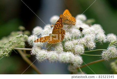 close up of two butterflies on a flower 81521545