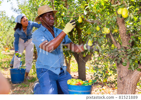 Woman and man picking pears in garden Woman and man picking pears in garden 81521889