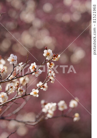 白梅和紅梅 白梅和紅梅 81521968