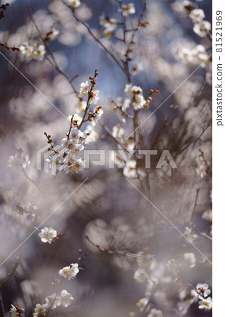 藍天和白色李子 81521969