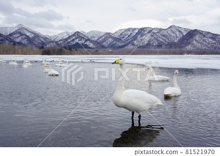 庫薩羅湖的天鵝 81521970
