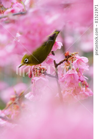 寒飛櫻和白眼 寒飛櫻和白眼 81521971