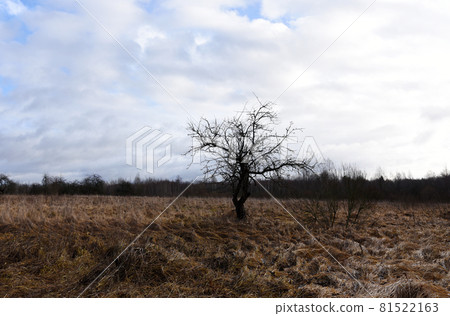One standing bare tree with fallen leaves in the middle of a field in autumn or spring. One standing bare tree with fallen leaves in the middle of a field in autumn or spring. 81522163