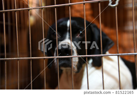 Dog with sad eyes sits in a cage. Homeless pets concept and shelter for dogs and cats. Dog with sad eyes sits in a cage. Homeless pets concept and shelter for dogs and cats. 81522165