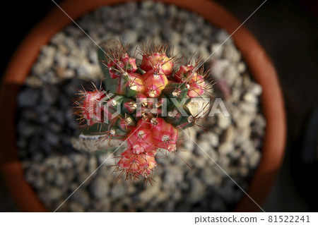 top view of grafting gymnocalycoum variegated in planting pot 81522241