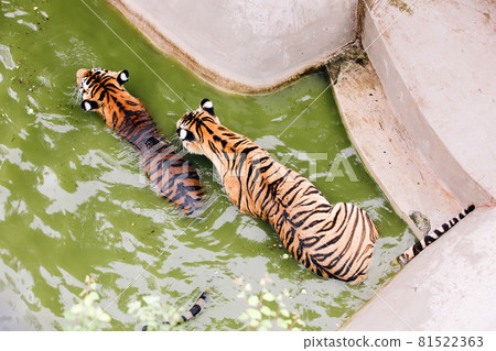 Amur tigers swimming in the pool. Portrait of a playing Amur tigers, also known as the Siberian tigers, in the safari park. Amur tigers swimming in the pool. Portrait of a playing Amur tigers, also known as the Siberian tigers, in the safari park. 81522363