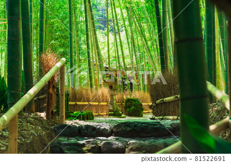 Kamakura Hogokuji Bamboo Garden 81522691
