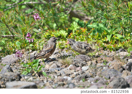 交出食物和剛離開巢穴的雛鳥的岩日堀的父母[7月] [Norikura] 81522936
