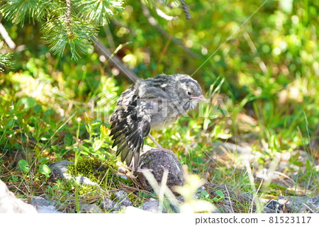在樹蔭下張開翅膀的岩羽幼鳥[7月][Norikura] 81523117