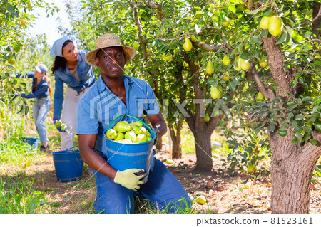 Workers harvesting pears 81523161