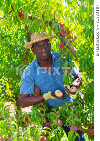 African american male farmer plucks fig peaches from a tree African american male farmer plucks fig peaches from a tree 81523187