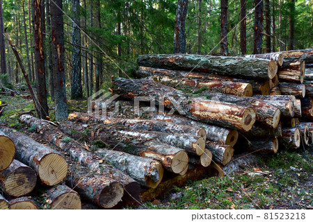 Piled pine tree logs in forest. Stacks of cut wood. Out of focus, possible granularity, motion blur Piled pine tree logs in forest. Stacks of cut wood. Out of focus, possible granularity, motion blur 81523218