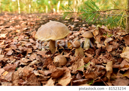 Edible brown cap boletus among the grass and moss in autumn forest.  81523234