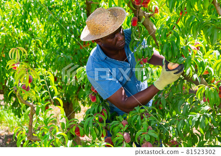 African american male farmer plucks fig peaches from a tree African american male farmer plucks fig peaches from a tree 81523302