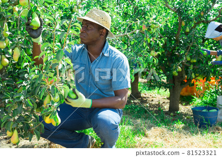 Man picking pears in garden 81523321