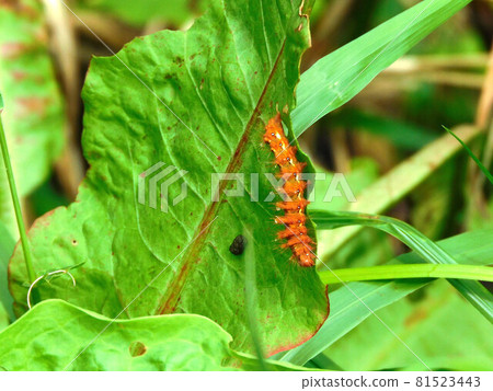 Orange caterpillar Orange caterpillar 81523443