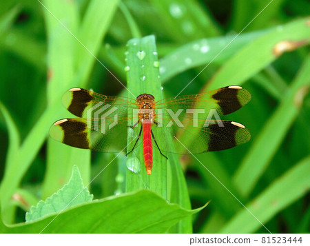 Miyama Akane perching on a leaf Miyama Akane perching on a leaf 81523444