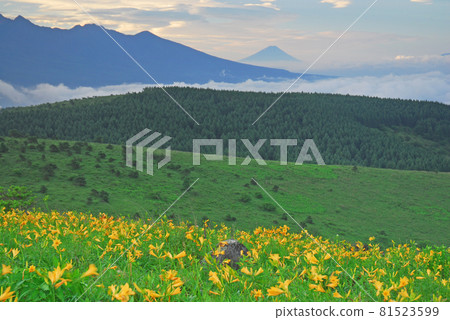 Nikko Kisuge and Mt. Fuji Kirigamine Plateau, Nagano Prefecture 81523599