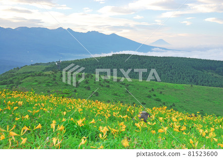 Nikko Kisuge and Mt. Fuji Kirigamine Plateau, Nagano Prefecture Nikko Kisuge and Mt. Fuji Kirigamine Plateau, Nagano Prefecture 81523600