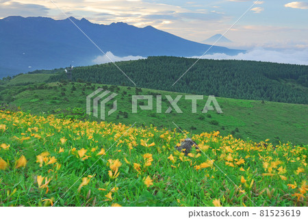 長野縣日光木毛和富士山霧峰高原 81523619