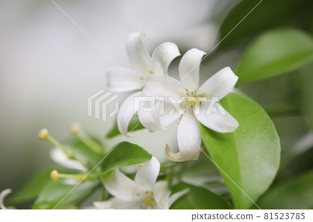 Delicate White Orange Jessamine flower 81523785
