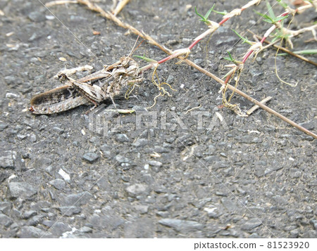 Car grasshopper Car grasshopper 81523920