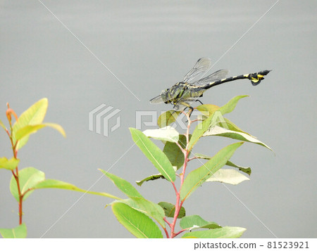 Uchiyayama在水邊 81523921