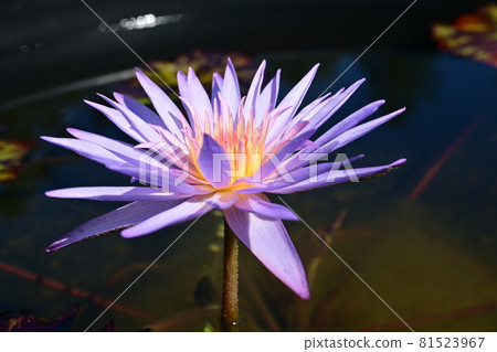 Hass flower (Fox Fire) Hass flower (Fox Fire) 81523967