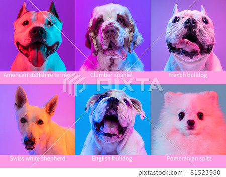 Collage made of popular purebred dogs isolated over multicolored neon background. Set of large and small animals with signs of breed names. Close-up 81523980