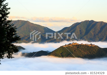 [Castle in the Sky] Takeda Castle in the sea of clouds in the early morning 81524329