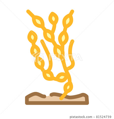 ascophyllum knotty seaweed color icon vector illustration 81524739