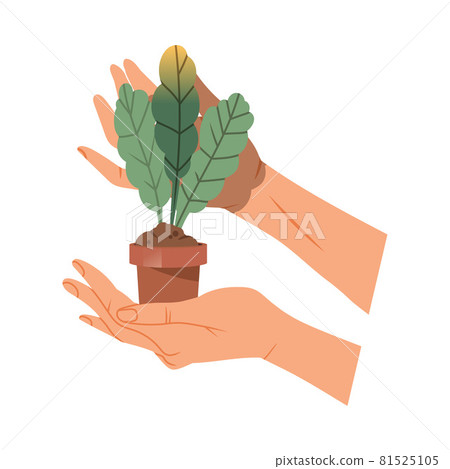 Hands Holding Green Plant Sprout in Pot Taking Care of Nature and Environment Vector Illustration 81525105