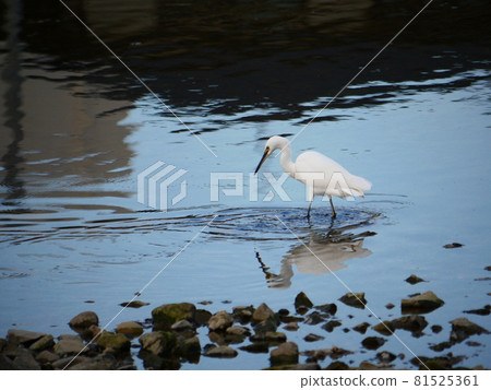 Egret on the Kose River Egret on the Kose River 81525361