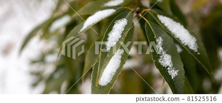 Snow falling on a cold winter day piles up on green leaves Snow falling on a cold winter day piles up on green leaves 81525516