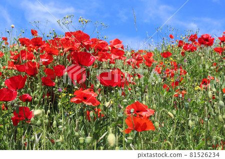 Red poppy flowers and blue sky background Red poppy flowers and blue sky background 81526234