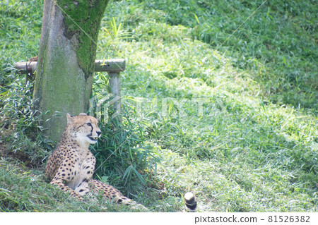 Cheetah Cheetah 81526382