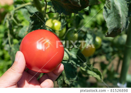 收穫紅色成熟的西紅柿男人的手 7 月 家庭菜園 照片素材 圖片 圖庫