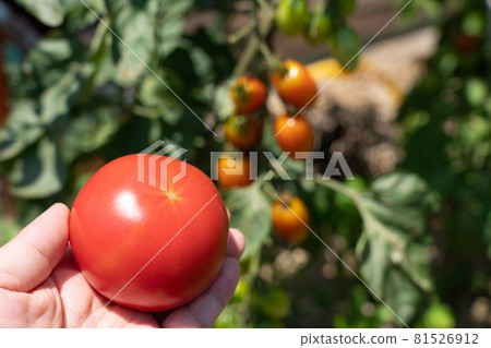 收穫紅色成熟的西紅柿男人的手 7 月 家庭菜園 照片素材 圖片 圖庫