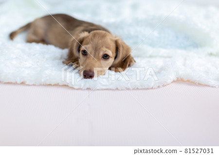 Puppy Kaninhen Dachshund Puppy Kaninhen Dachshund 81527031